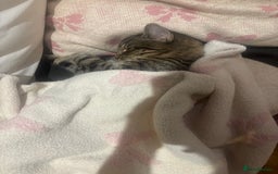 Mixed Breed cats for sale: Mixed Tabby kitten  - Image 2