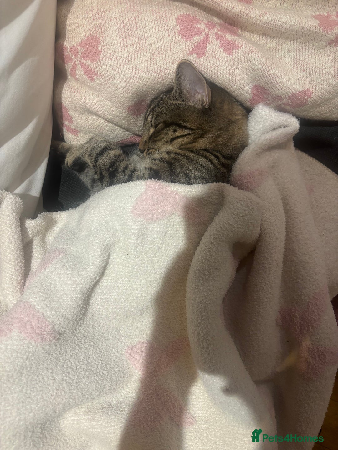 Mixed Breed cats for sale: Mixed Tabby kitten  - Image 2