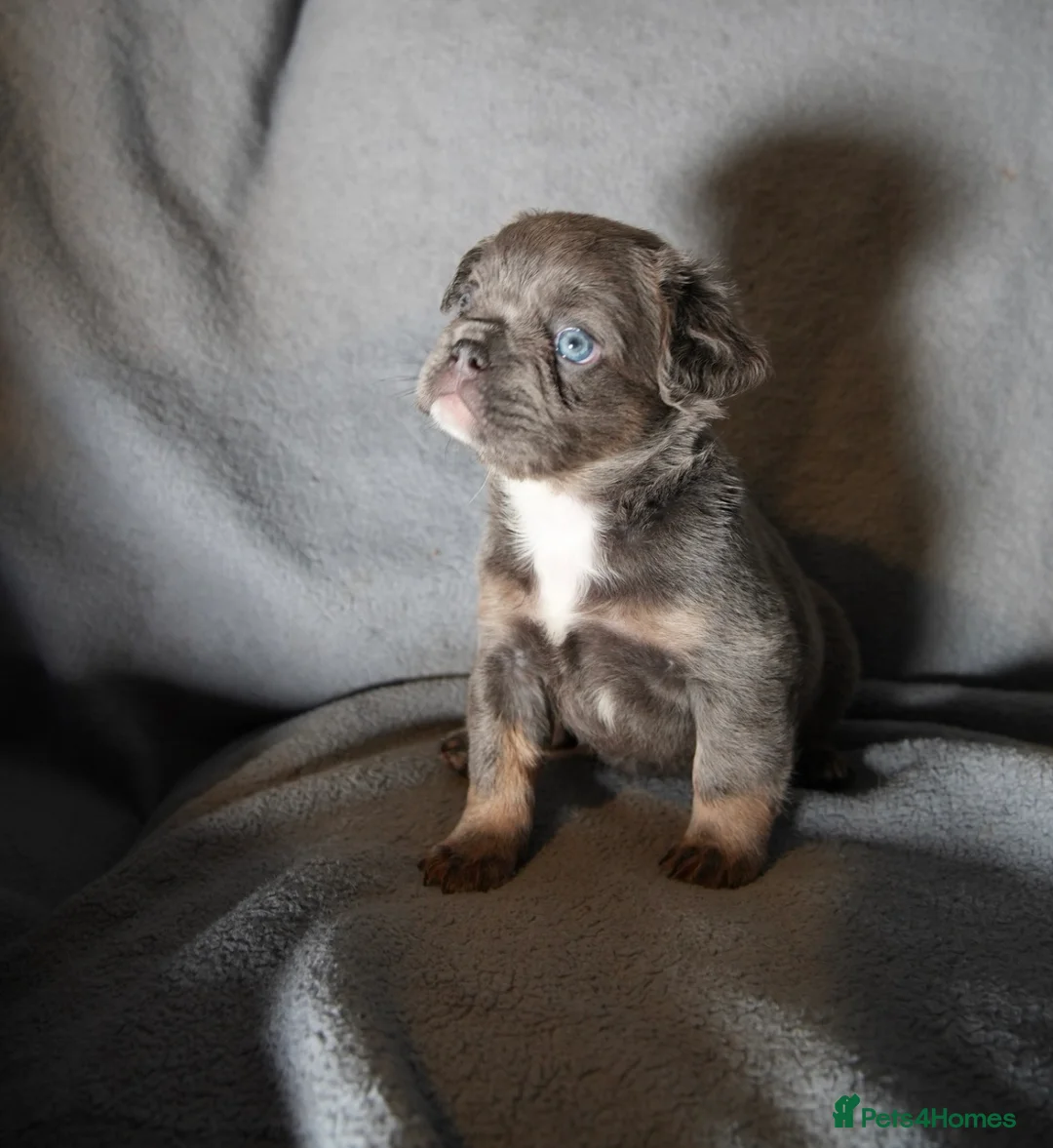 French Bulldog dogs for sale:  REDUCED BEAUTIFUL FLUFFY FRENCHIES💜 - Advert 1