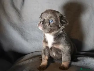 French Bulldog dogs BEAUTIFUL FLUFFY FRENCHIES💜 - Advert 17