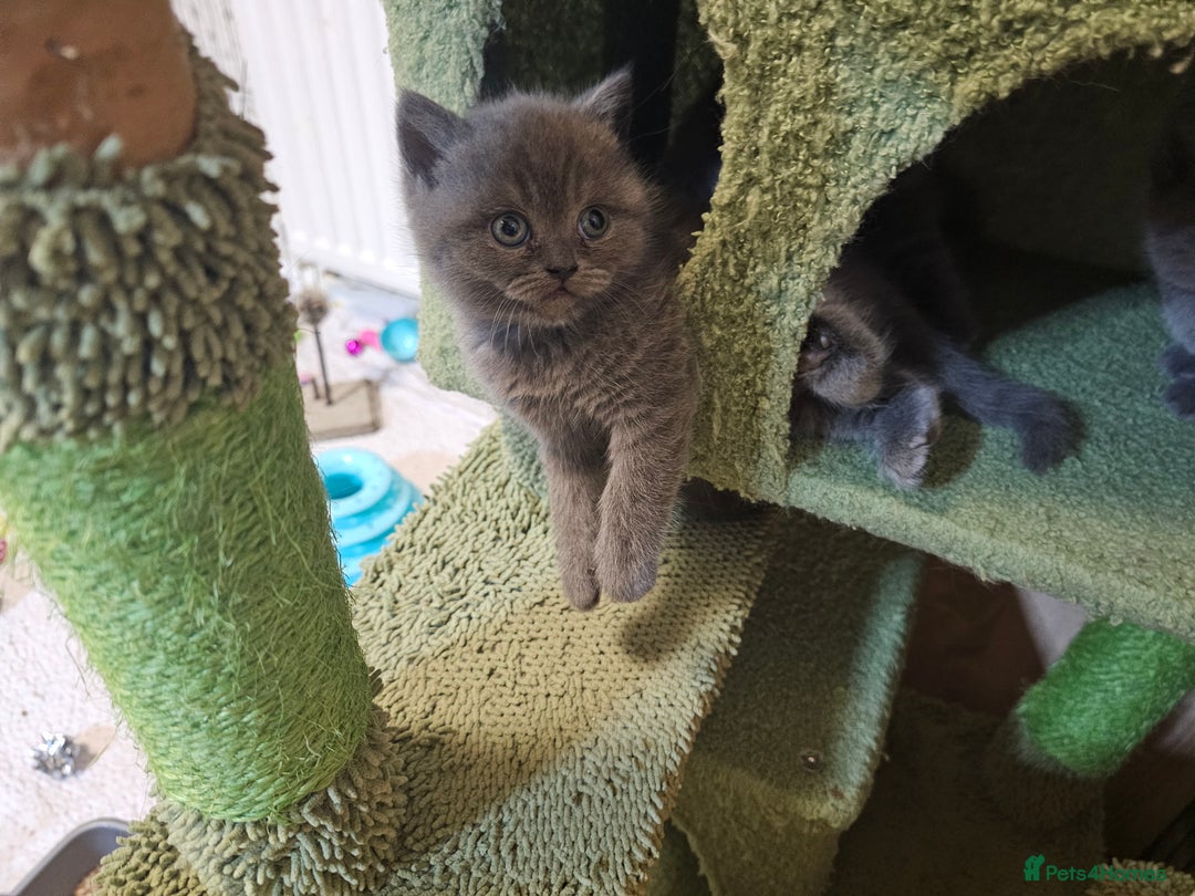 British Shorthair cats for sale: Purebred  British shorthair kittens  - Advert 9