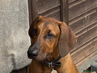 Mixed Breed dogs - Advert 6