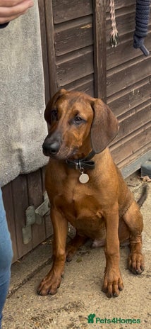 Mixed Breed dogs - Advert 6