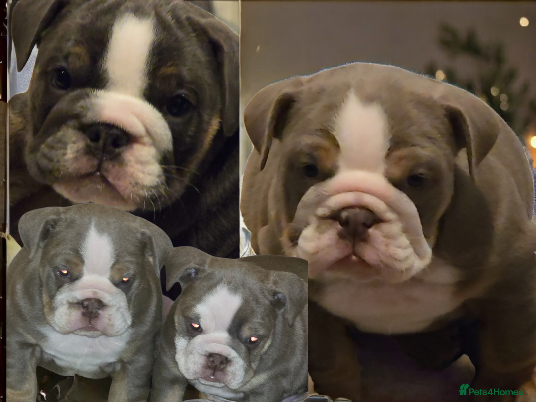 English Bulldog dogs for sale: English bulldog girls - Advert 1