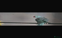 Ringnecks birds for sale: Lutino ringneck  - Image 3