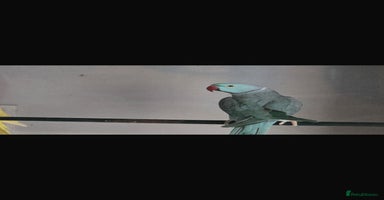 Ringnecks birds - Advert 4