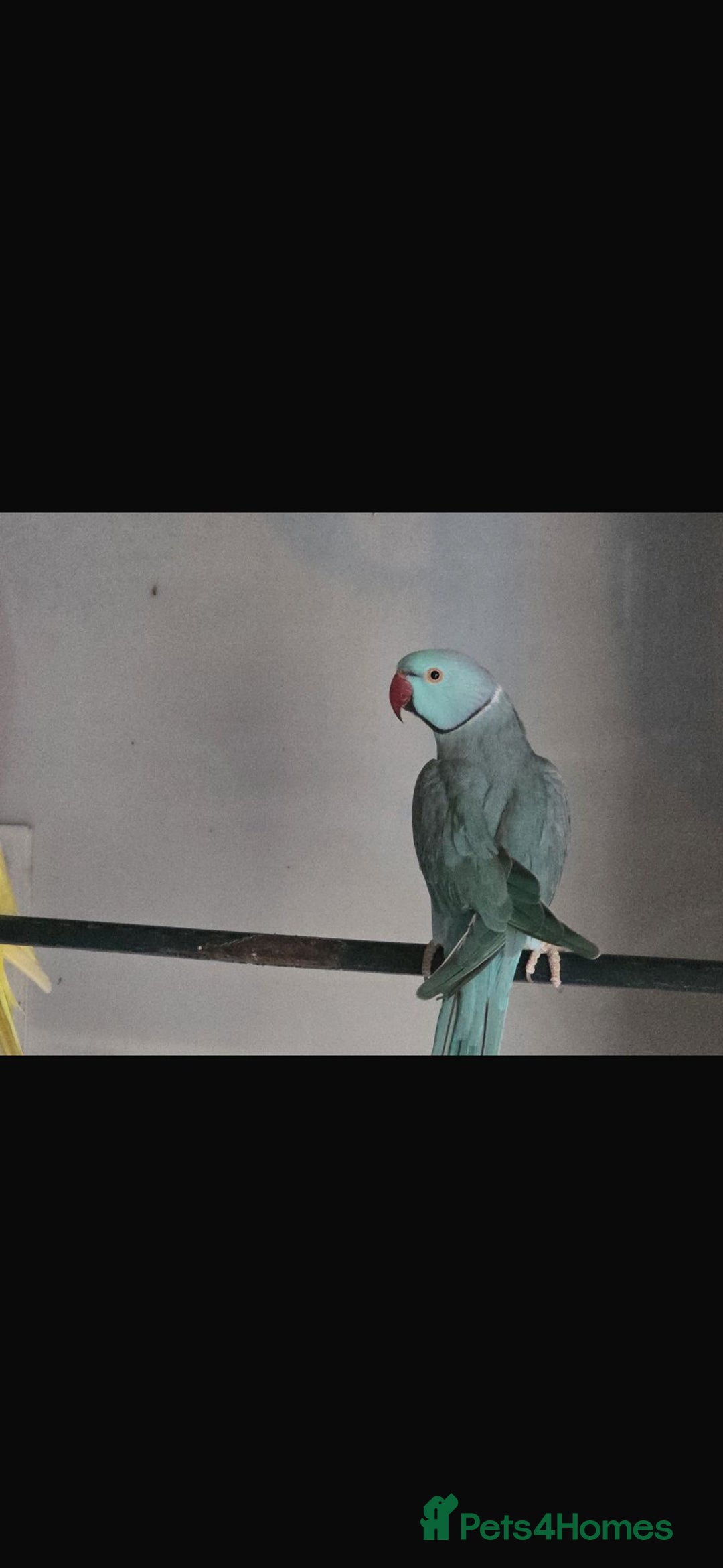 Ringnecks birds for sale: Lutino ringneck  - Image 3