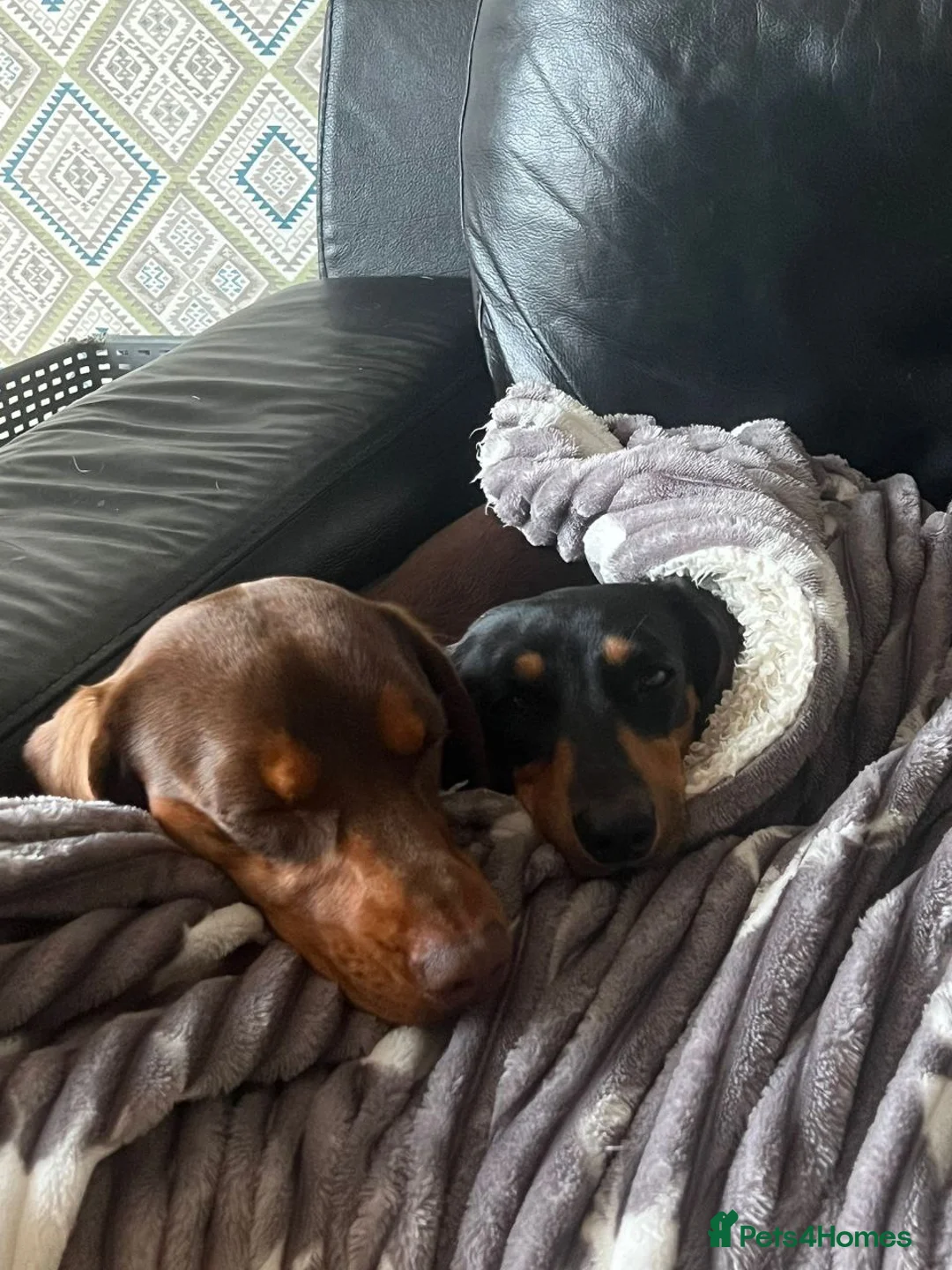 Miniature Dachshund dogs for sale: Adorable Miniature Dachshund Puppies - Advert 12