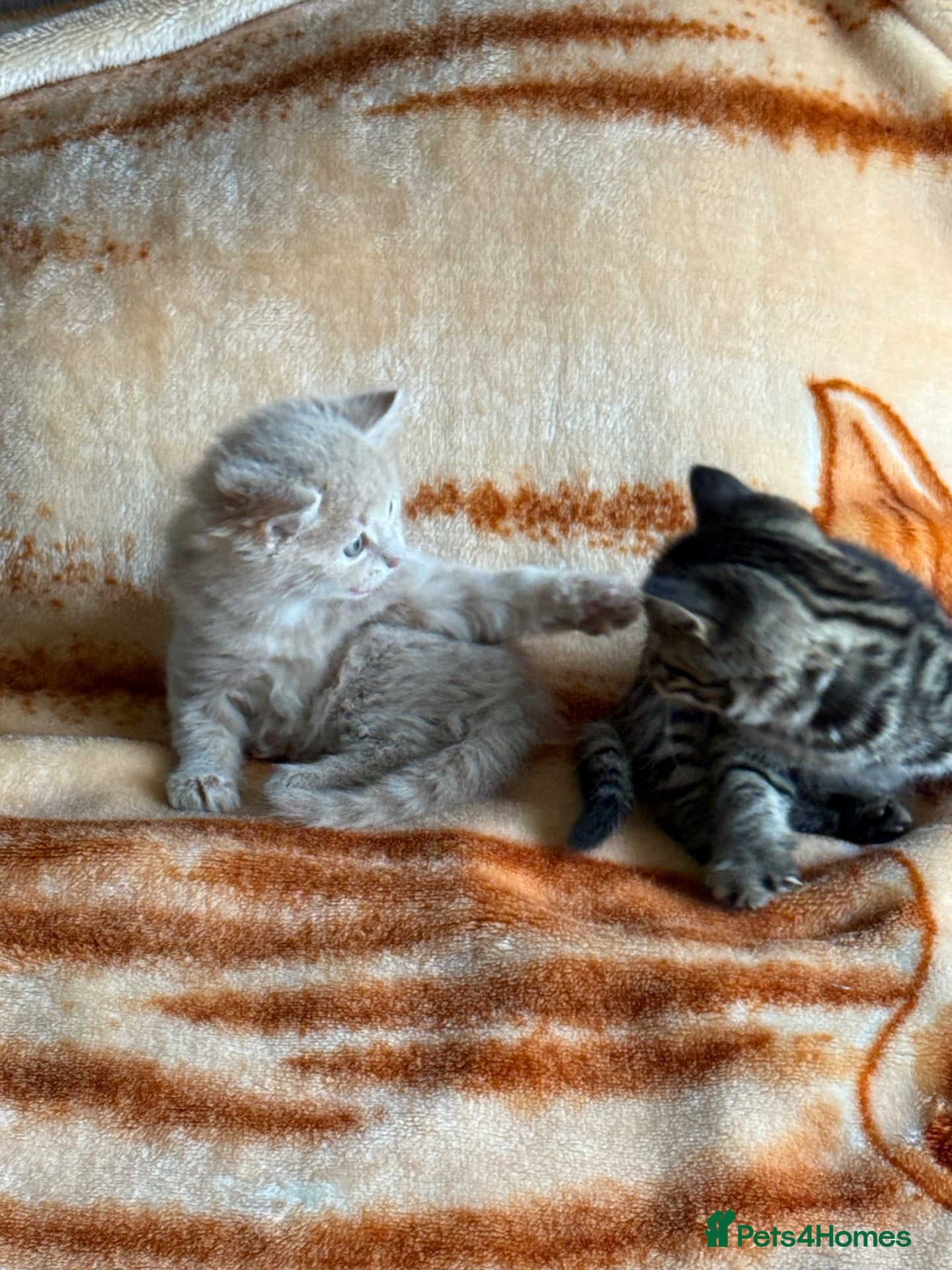 Mixed Breed cats Beautiful kittens available  - Advert 1