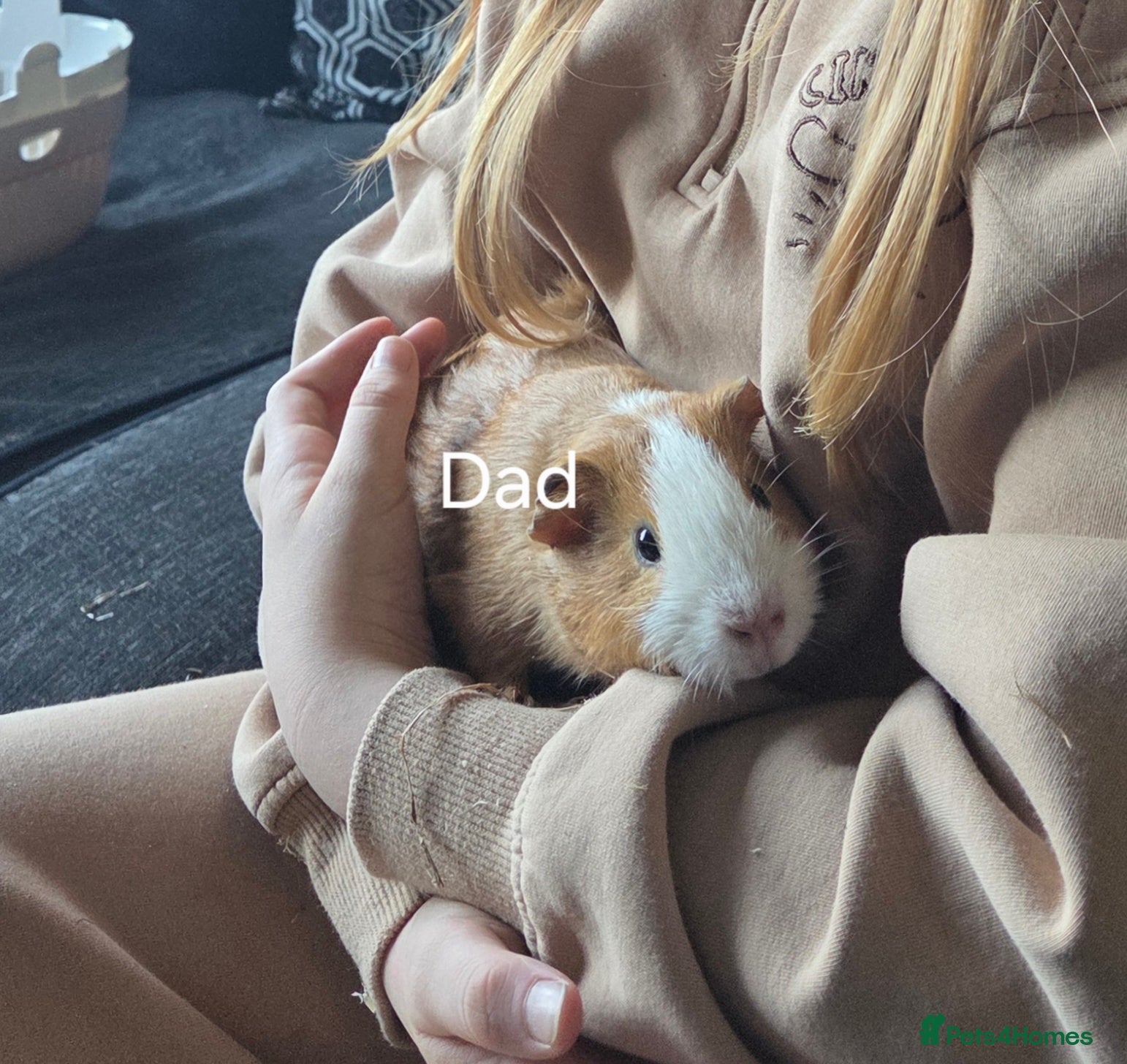 Guinea Pig rodents Guinea Pigs looking for a forever home - Advert 2