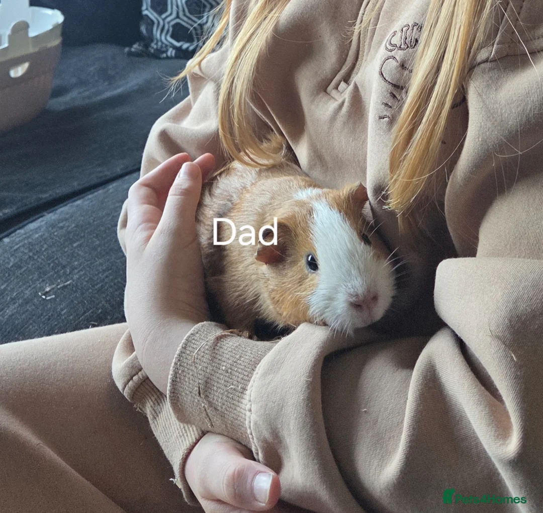 Guinea Pig rodents for sale: Guinea Pigs looking for a forever home - Advert 1