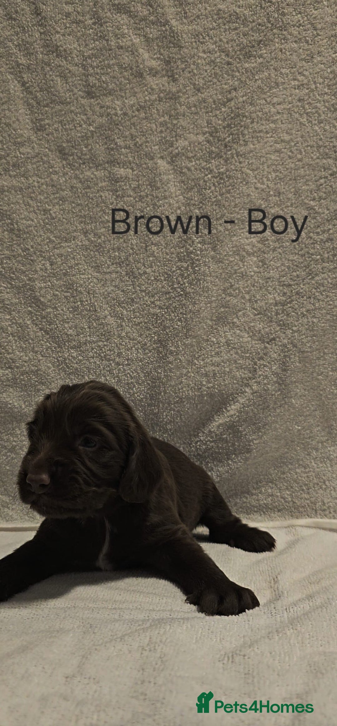Sprocker dogs for sale: Adorable Sprocker Puppies  - Image 13
