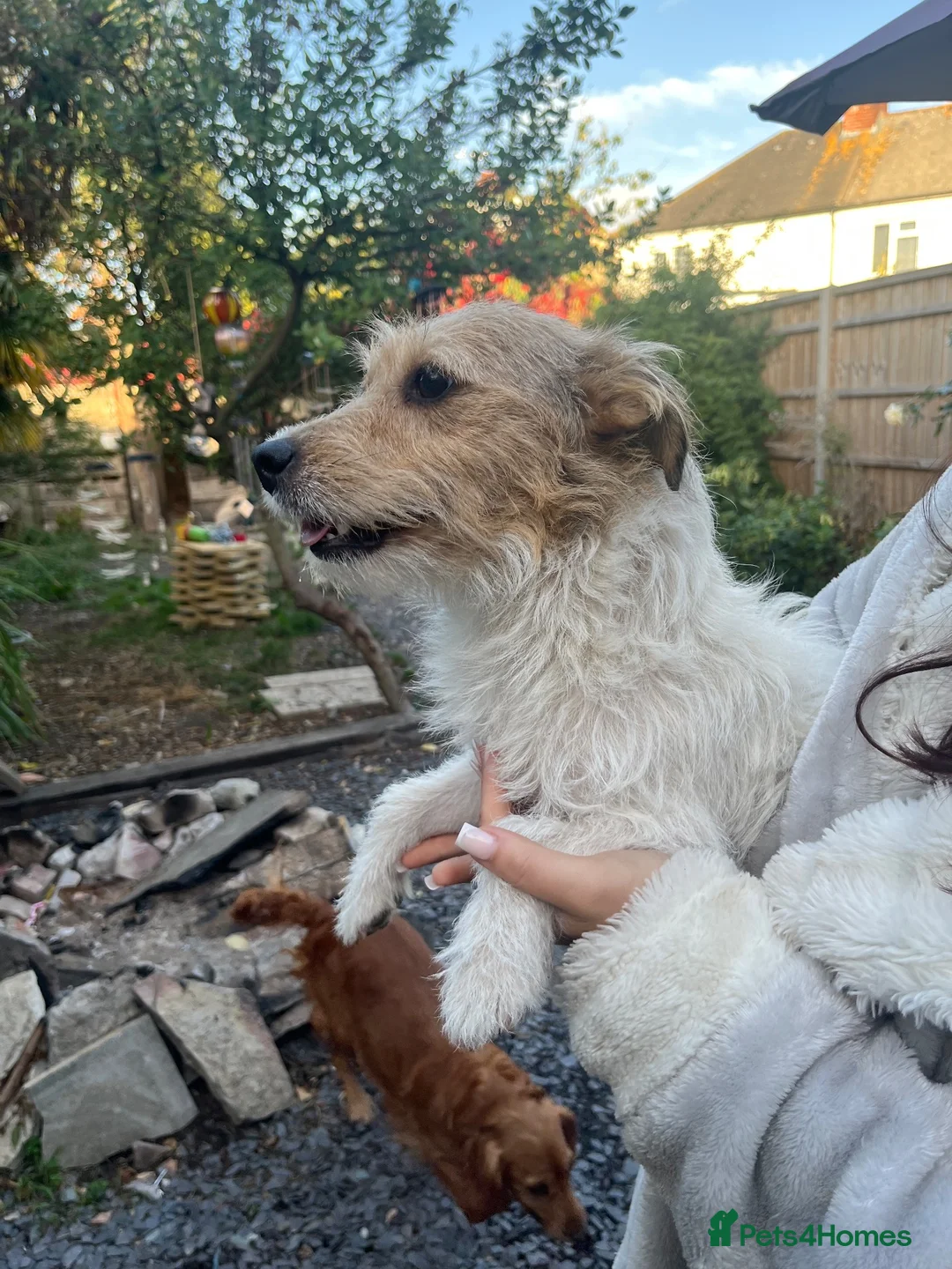 Jack Russell dogs for sale: Jack Russell bitch for sale  - Advert 1
