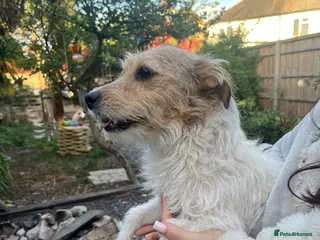 Jack Russell dogs Jack Russell bitch for sale - Advert 4