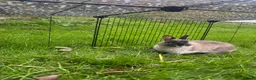 Netherland Dwarf rabbits for sale: Wilf  - Advert 2