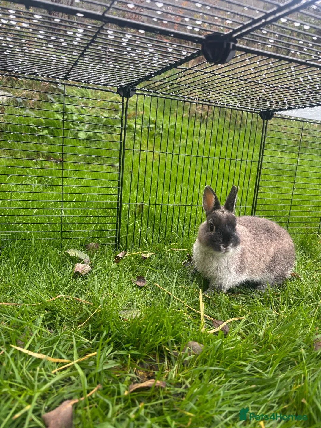 Netherland Dwarf rabbits for sale: Wilf  - Advert 2