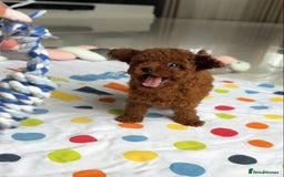 Toy Poodle dogs for sale: Red toy poodle puppies  - Image 4