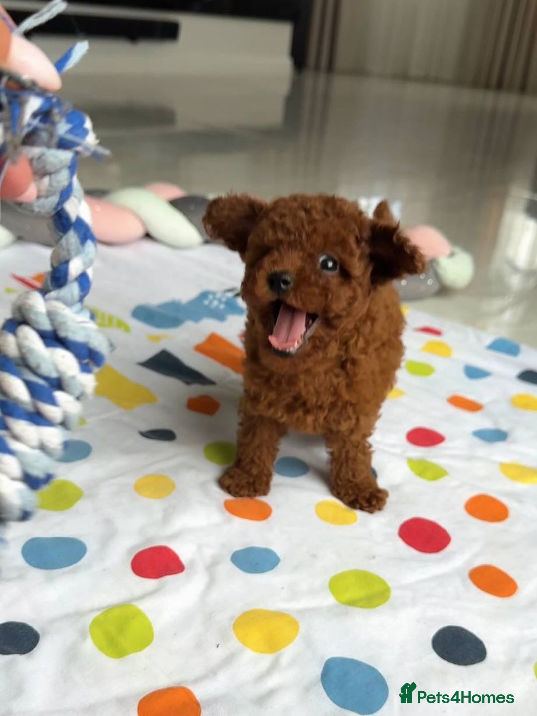 Toy Poodle dogs for sale: Red toy poodle puppies  - Image 4