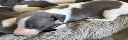 Whippet dogs for sale: ✨ EXCEPTIONAL PEDIGREE WHIPPETS  - Advert 6