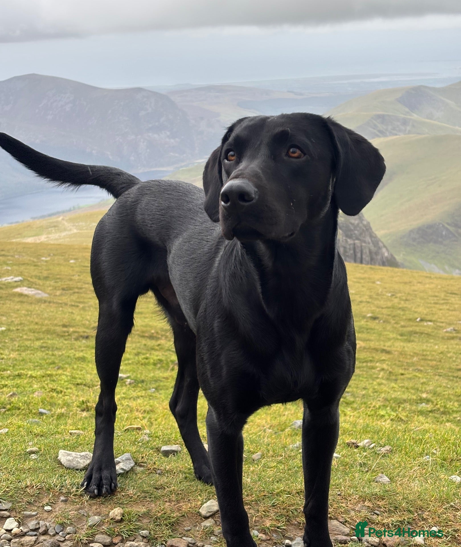 Labrador Retriever dogs KCreg Fully Health Tested 24kg Labrador Stud  - Advert 16