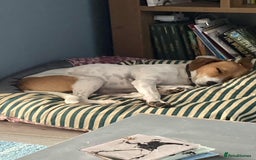 Mixed Breed dogs for adoption: Roscoe Looking For His Forever Home  - Image 1
