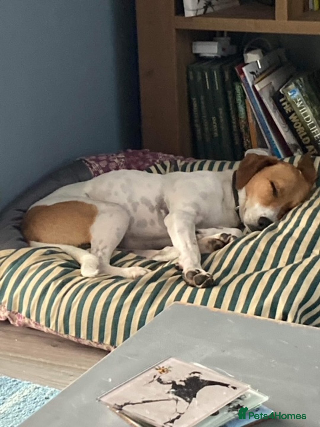 Mixed Breed dogs for adoption: Roscoe Looking For His Forever Home  - Image 1