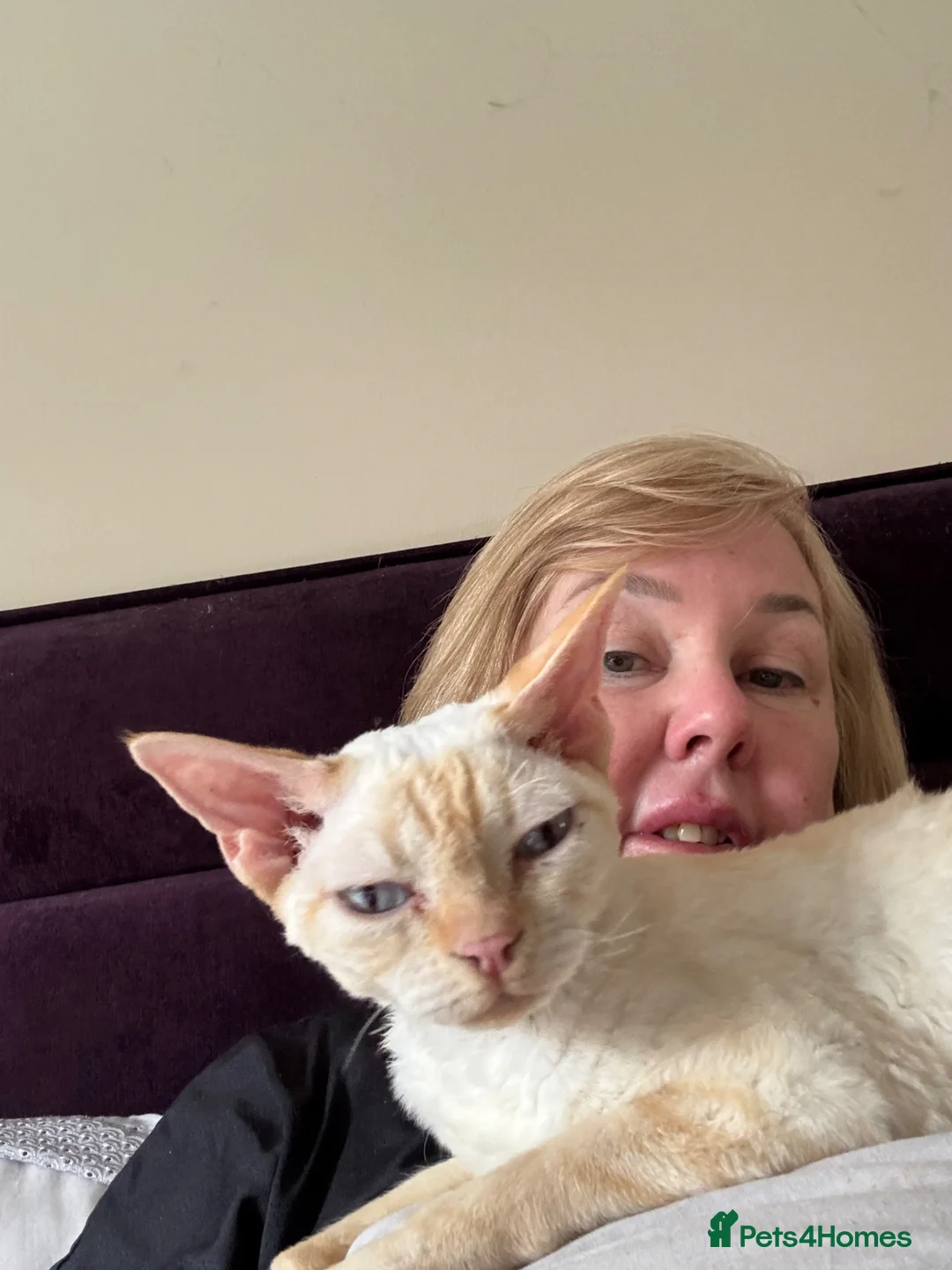 Devon Rex cats for sale: Quintelin Devon Rex - Advert 8