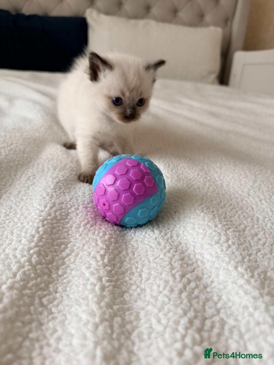 Ragdoll cats for sale: Seal point ragdoll - Advert 9