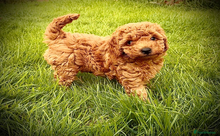 Miniature Poodle dogs - Advert 14