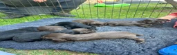 Sprocker dogs for sale: F1 sprockers in Haltwhistle - Advert 4