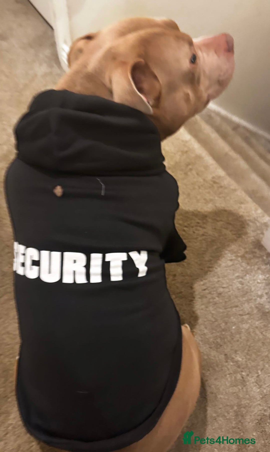 American Bully dogs for sale: American Bully Looking for a New Home ( read ad )  in London - Advert 4