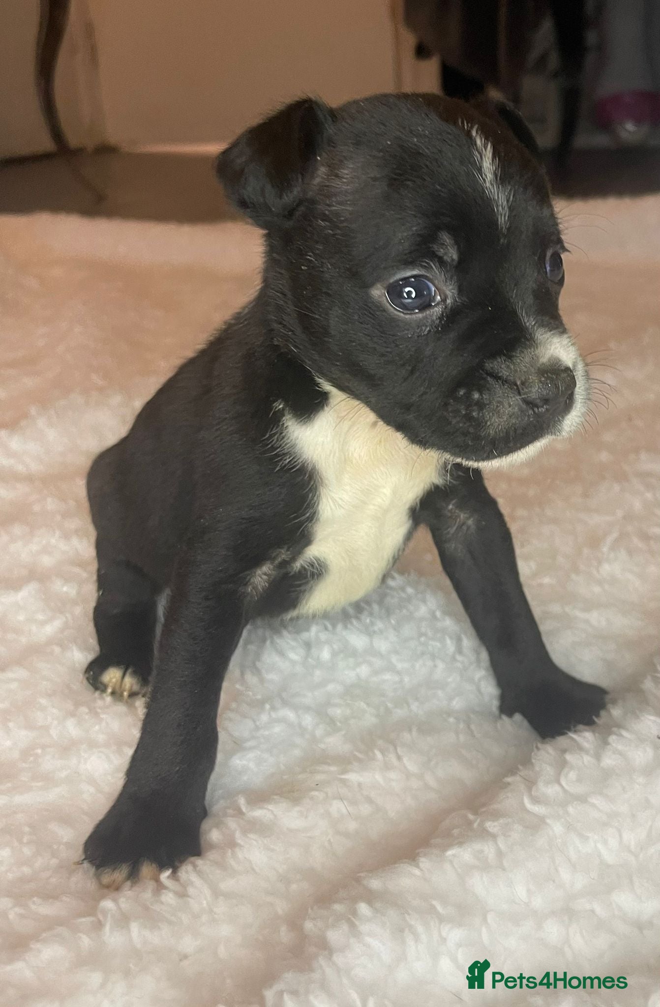 Staffordshire Bull Terrier dogs 6 stunning KC registered Staffy puppy’s  - Advert 12