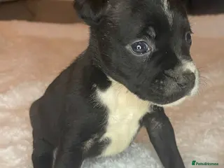 Staffordshire Bull Terrier dogs 6 stunning KC registered Staffy puppy’s - Advert 12