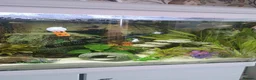 Other/Mixed Breed fish for sale: Full fishtank set up in Doncaster - Advert 2