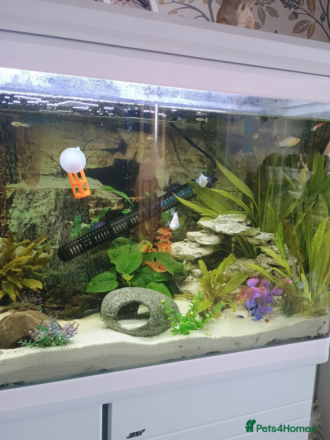 Other/Mixed Breed fish for sale: Full fishtank set up in Doncaster - Advert 2