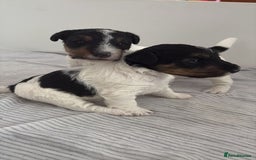 Fox Terrier dogs for sale: Adorable Fox Terrier Puppies – Ready 1st August!  - Image 2