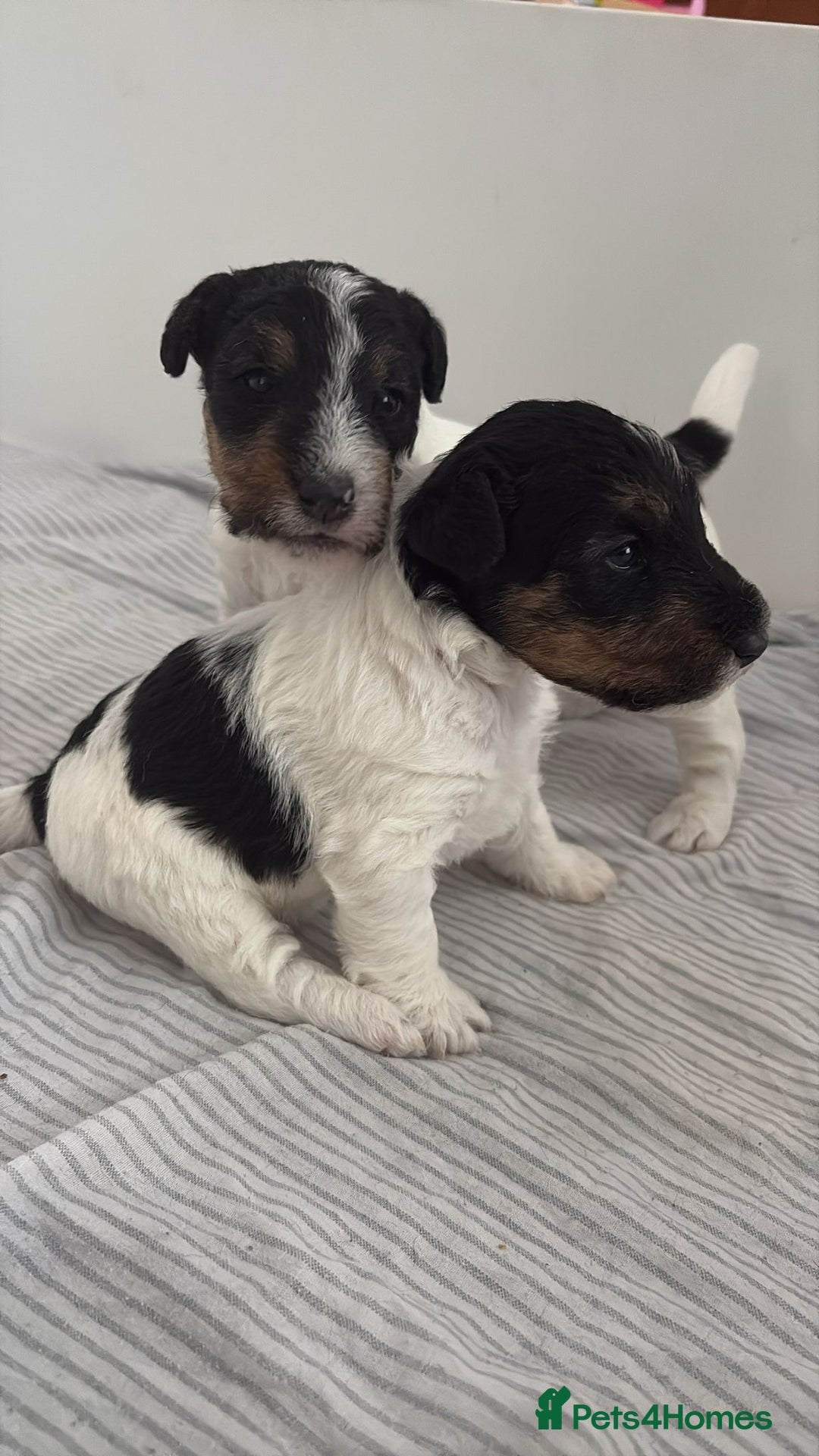 Fox Terrier dogs for sale: Adorable Fox Terrier Puppies – Ready 1st August!  - Image 2