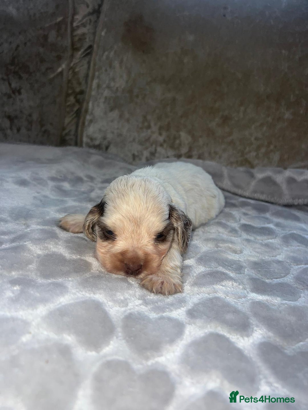 Cocker Spaniel dogs for sale: Kc registered show cocker spaniels  - Advert 14