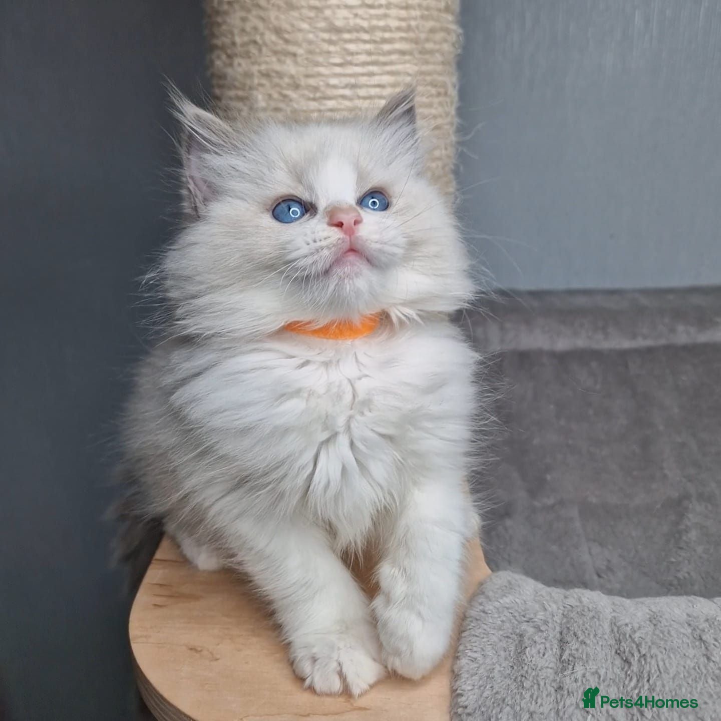 Ragdoll cats Luxury Blue Bicolour Girls - Advert 1