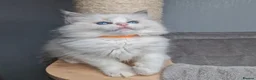 Ragdoll cats for sale: Luxury Blue Bicolour Girls - Advert 1