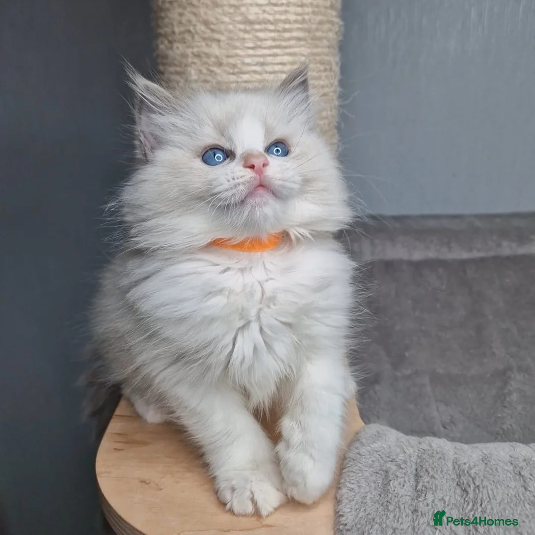 Ragdoll cats for sale: Luxury Blue Bicolour Girls - Advert 1