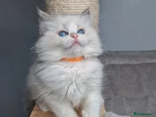 Ragdoll cats Luxury Blue BiColour Girls - Advert 1