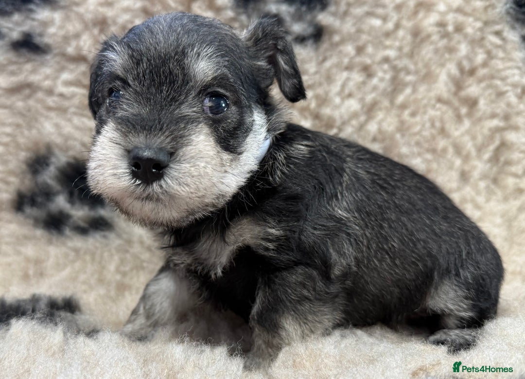 Miniature Schnauzer dogs for sale: Miniature schnauzers pups - Image 23