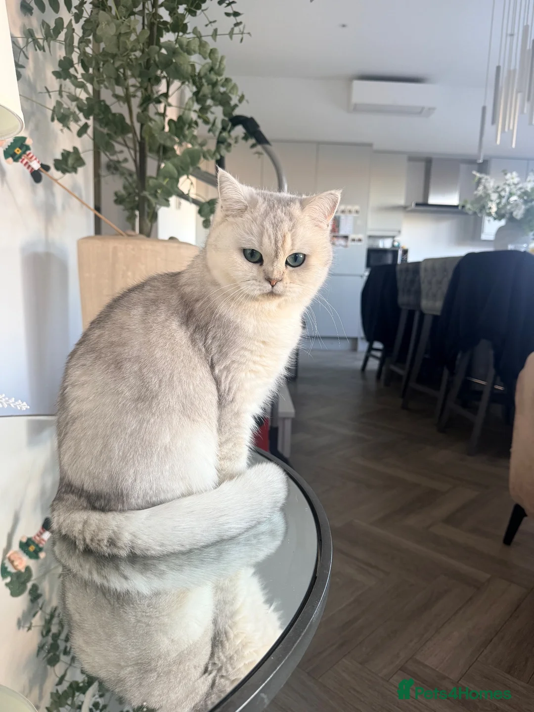 British Shorthair cats for sale: Two beautiful British shorthair female cats  - Advert 1