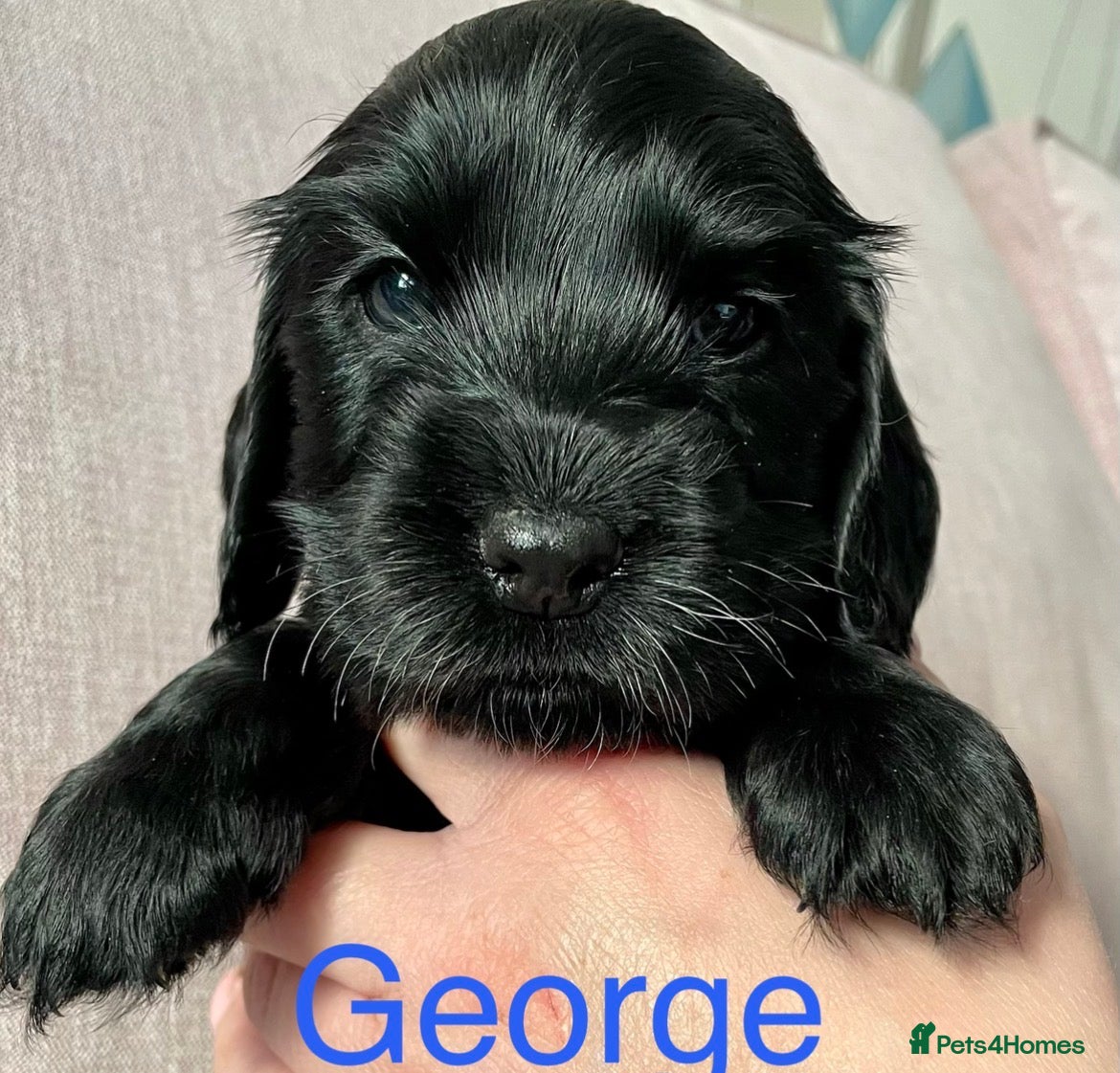 Cocker Spaniel dogs 1 black boy KC reg Show Cocker ready 16/06/26 - Advert 4