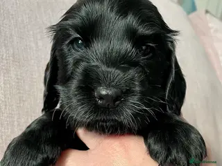 Cocker Spaniel dogs 1 black boy KC reg Show Cocker ready 16/06/26 - Advert 6