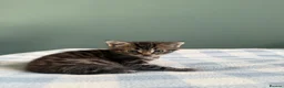 Mixed Breed cats for sale: x3 Mixed Breed Kittens (2M) (1F) - Advert 4