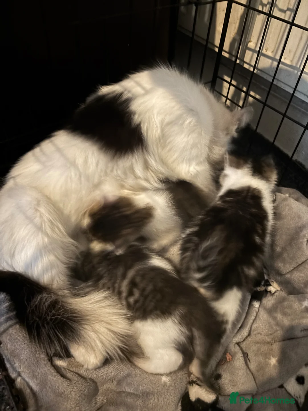 Mixed Breed cats for sale: 3 beautiful kittens  - Advert 2