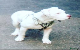 American Bully dogs for sale: Blanco  - Image 3