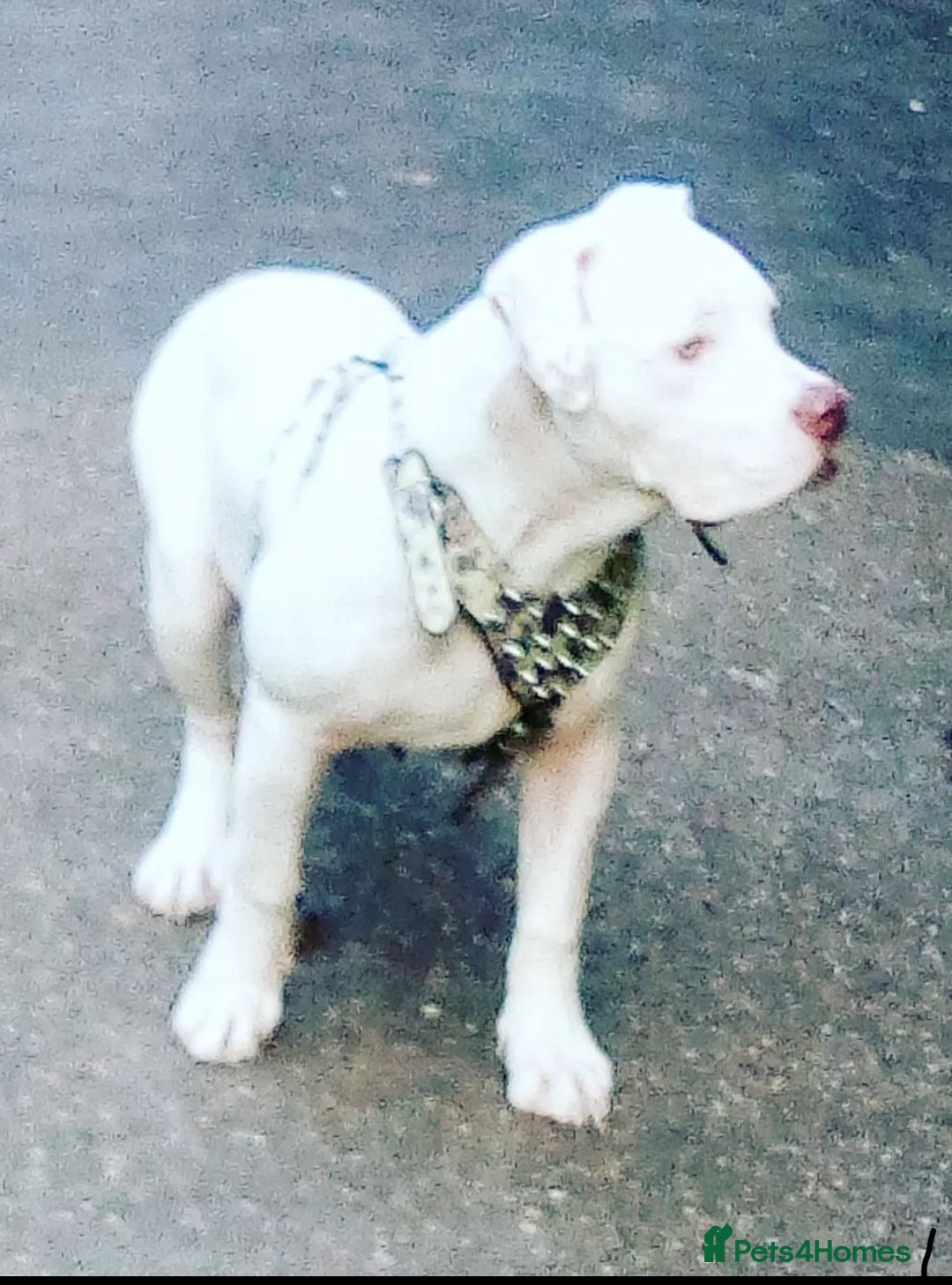 American Bully dogs for sale: Blanco  - Image 3